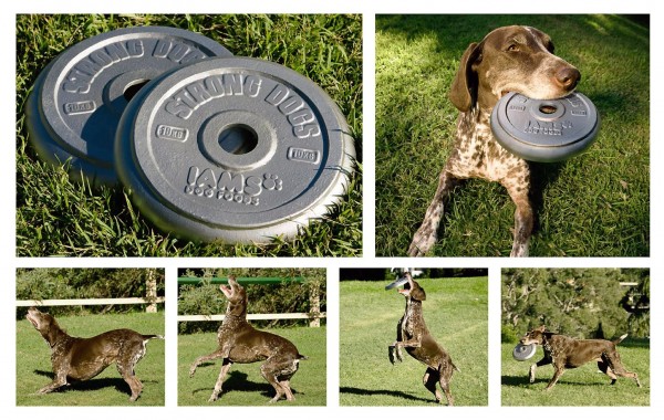 iams_dog_frisbee1