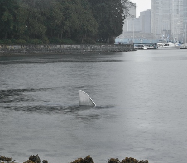vancouver canada exposition shark toronto rays taxi ambient marketing requin 1